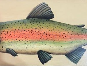 Rainbow Trout