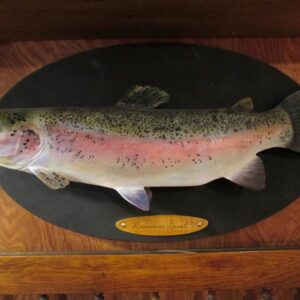 Rainbow Trout