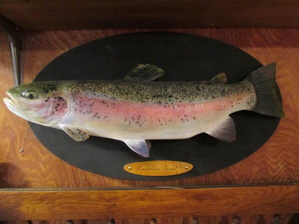 Rainbow Trout